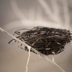 BirdNest BirdNest